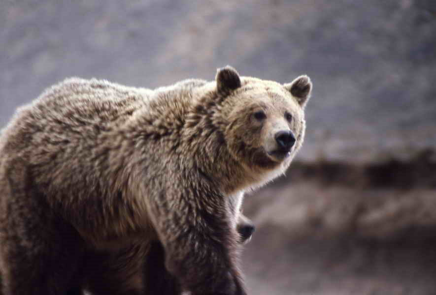 A Big Wild Adventures trek is one of the best ways to see a grizzly bear in the wild.