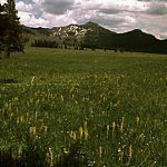 Yellowstone hiking landscape