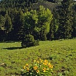 Northern Yellowstone Balsamroot habitat