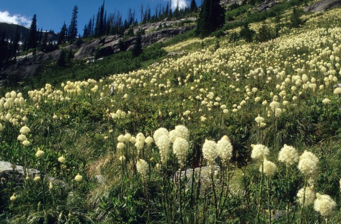 Slide 18 – Bitterroot Beargrass