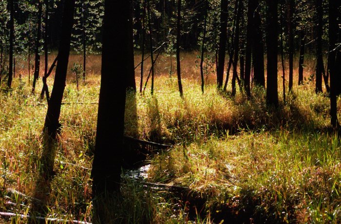 Slide 19 – Lodgepoles