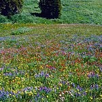 Rocky Mountain Wildflowers Rocky Mountain Wildflowers
