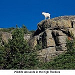Mountain Goat Mountain Goat