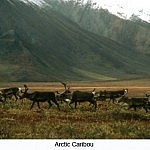 Arctic Caribou Arctic Caribou