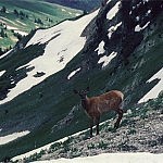 Elk Calf Elk Calf