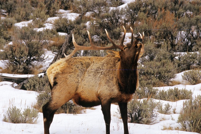Bull Elk
