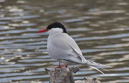 Arctic Tern – Version 3