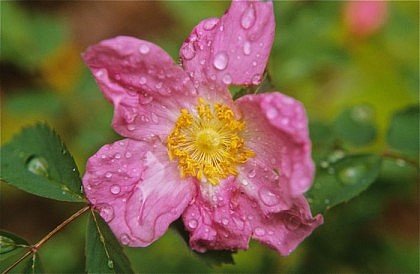 Rose in Rain